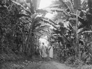 Bananenplantage in Afrika 1911